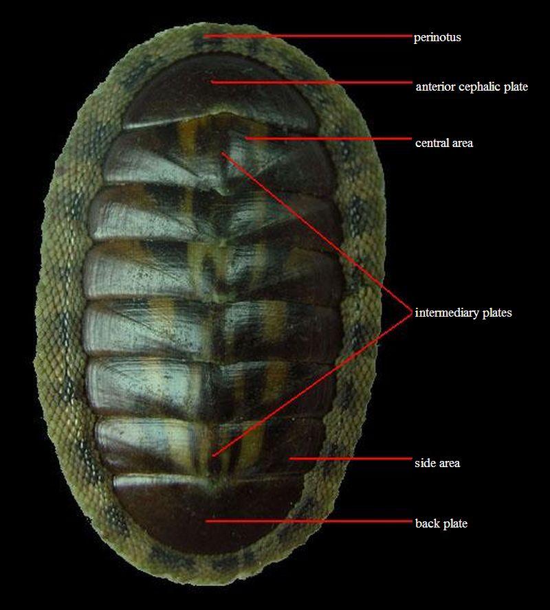 Chiton articulatus Sowerby, 1832